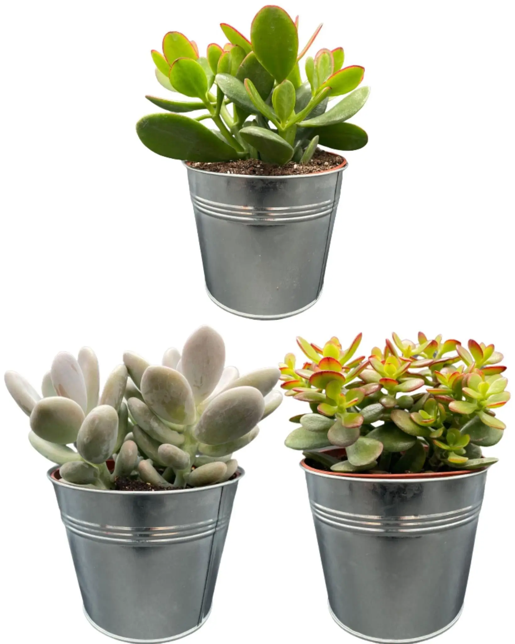 Ensemble de 3 Succulentes en Zinc- La Green Touch