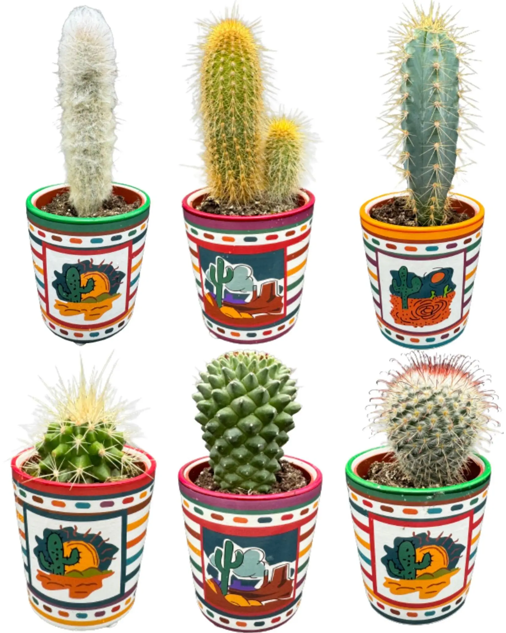 Ensemble de 6 Cactus du Mexique- La Green Touch