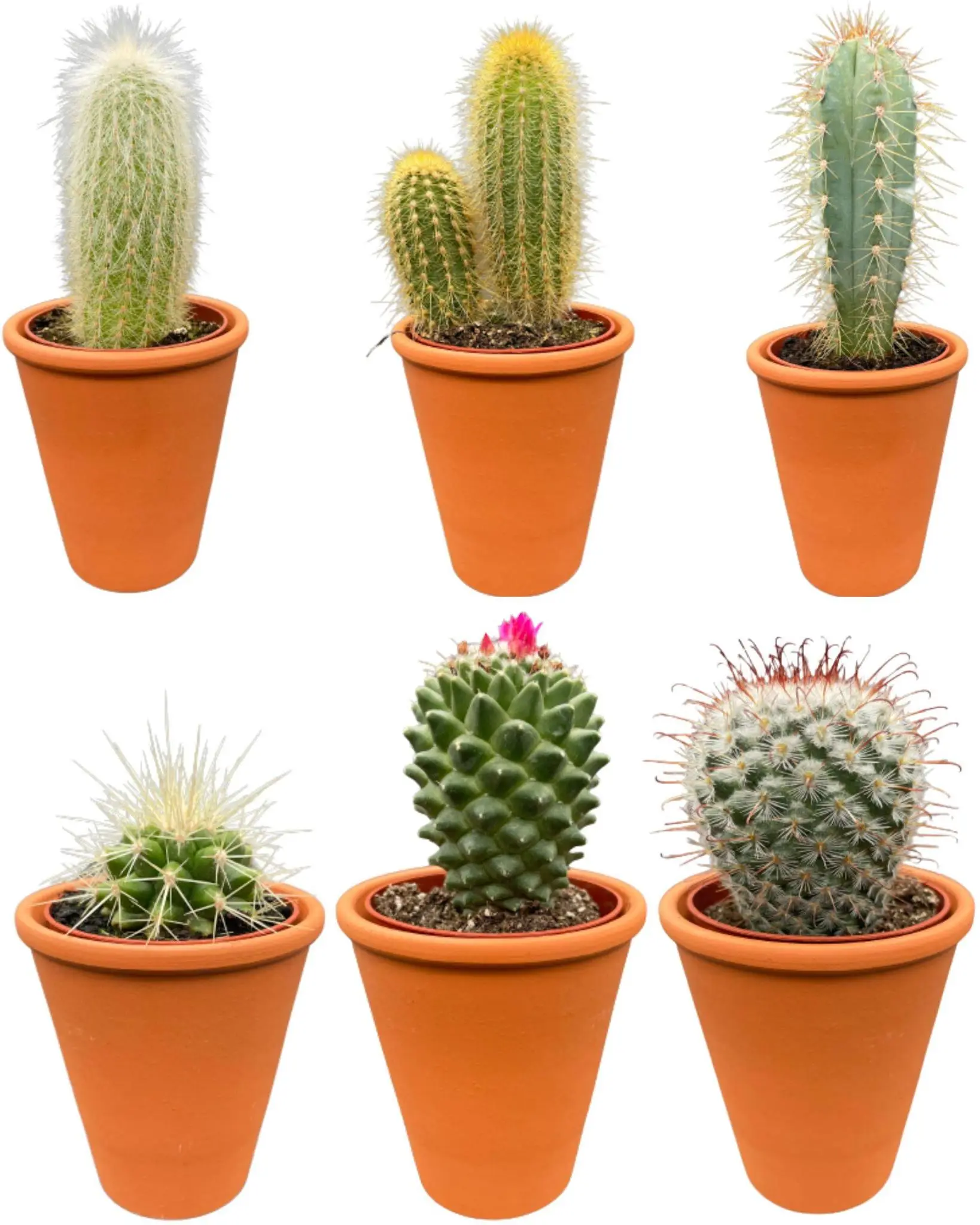 Ensemble de 6 Cactus en Terracotta- La Green Touch