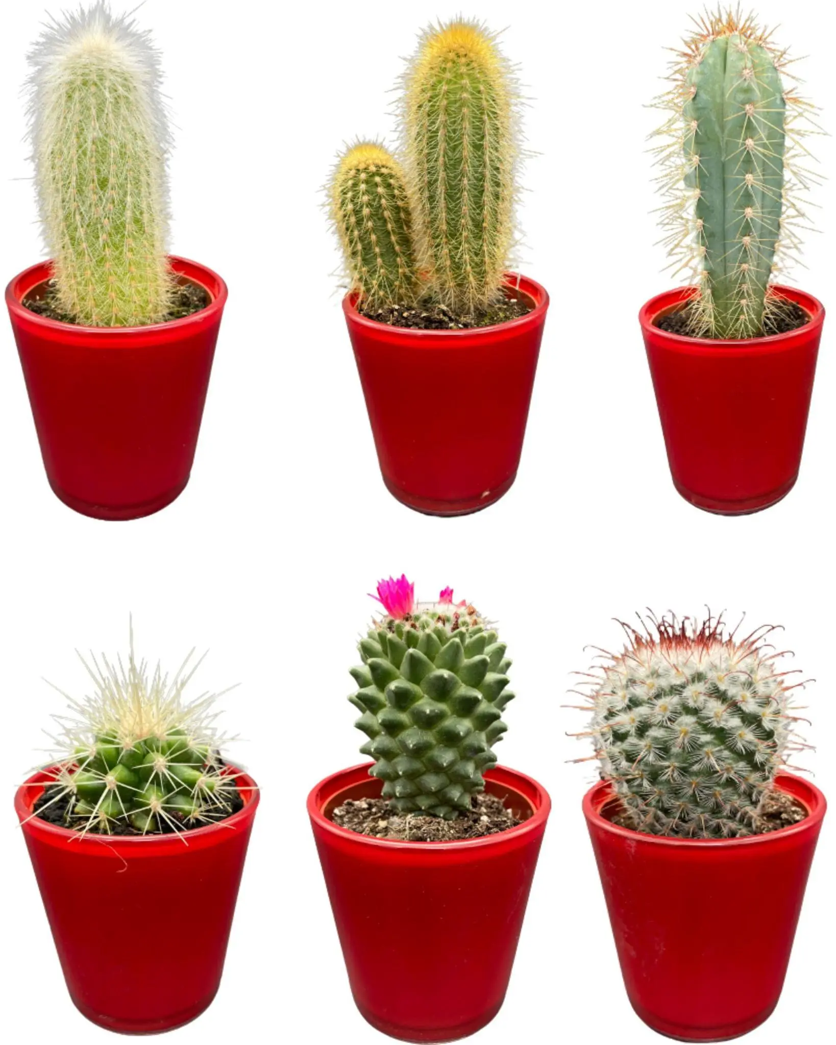 Ensemble de 6 Cactus avec Pots Rouges- La Green Touch