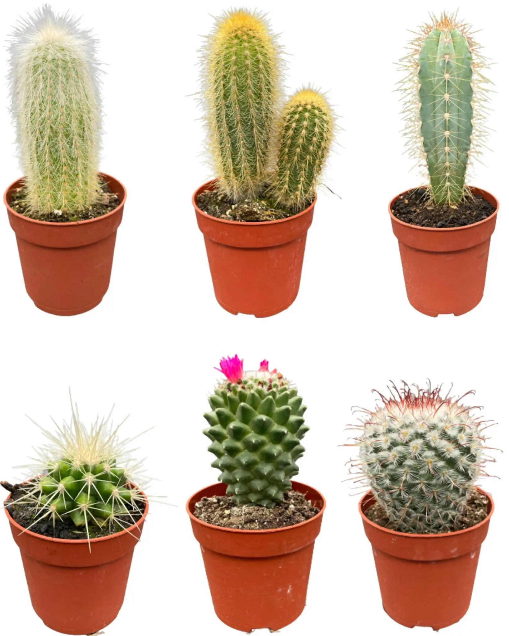 Ensemble de 6 Cactus Variés- La Green Touch