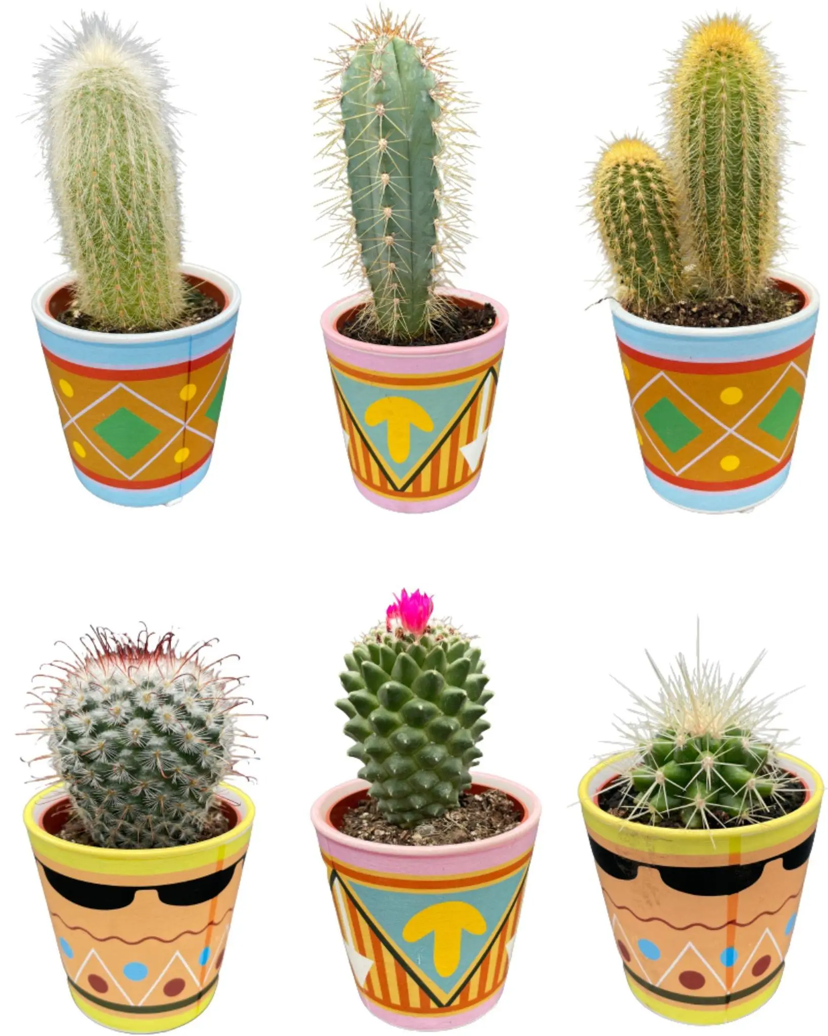 Ensemble de 6 Cactus – Collection Picaso- La Green Touch
